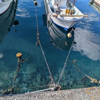 小さな魚が大量に泳いでる。青くキラキラ光る小さな魚も