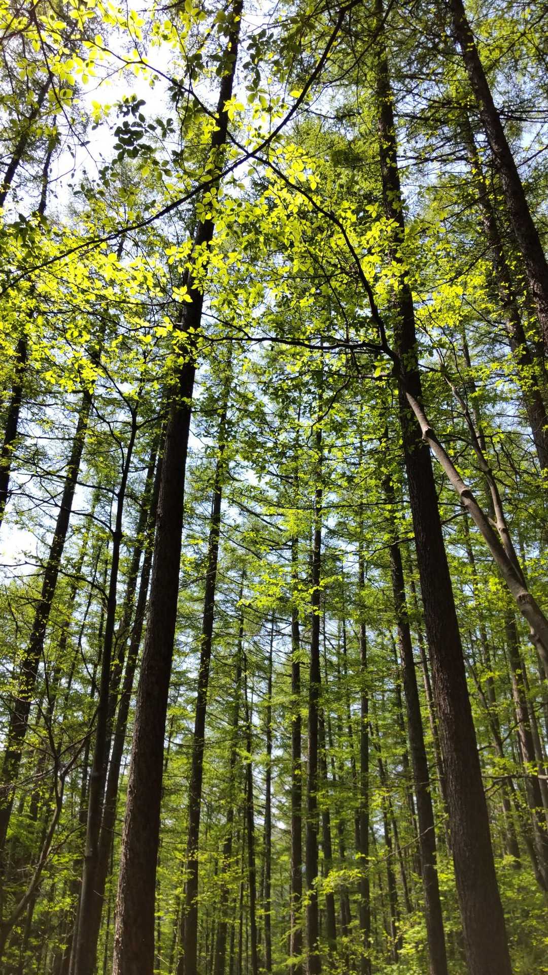 東黒森山 周回コースの写真
