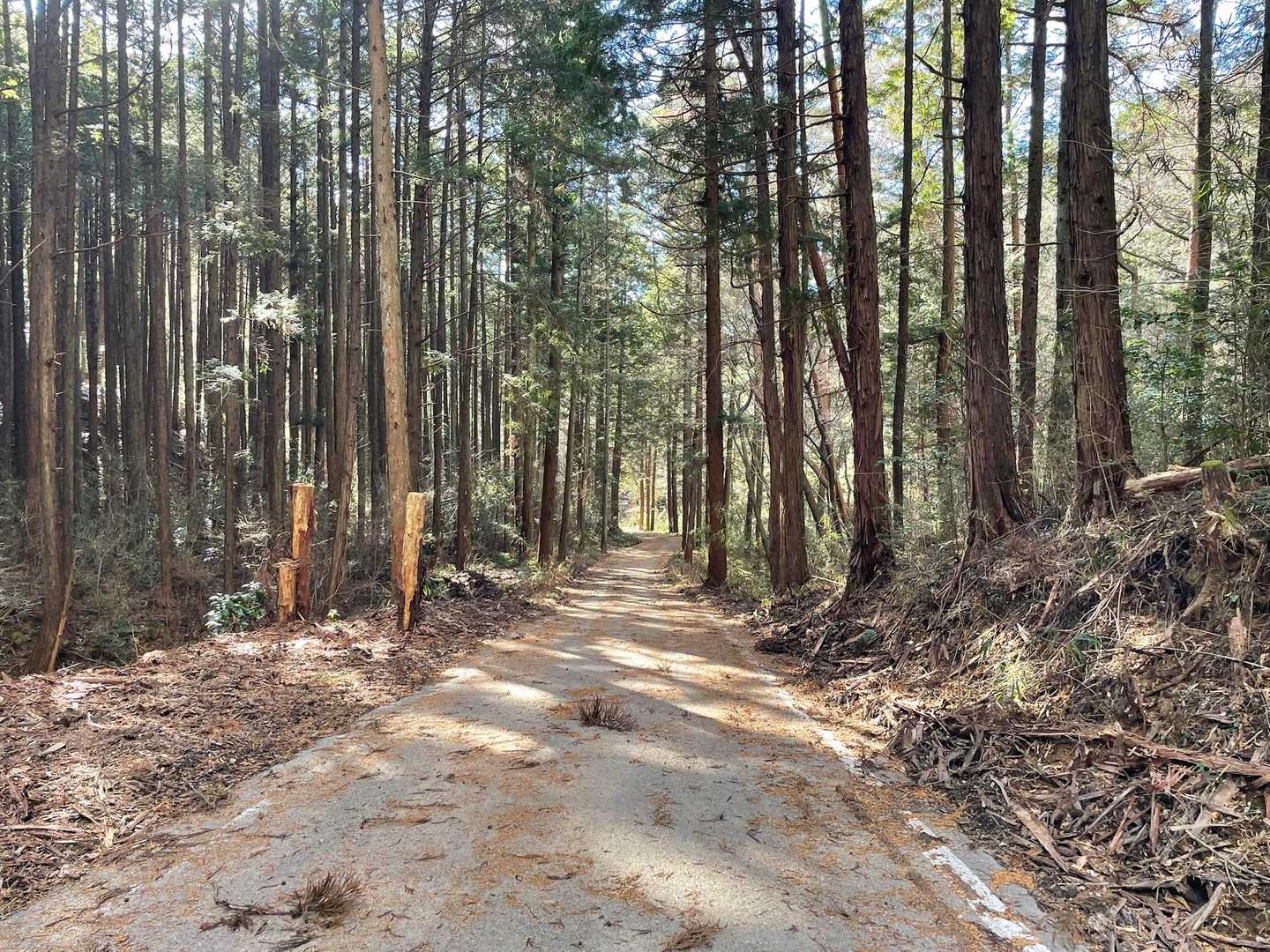 本山-飯盛山 周回コースの写真