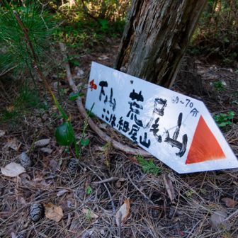 細尾山。