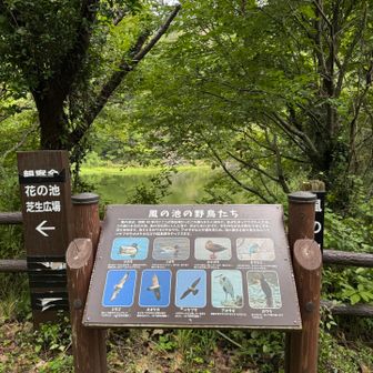 風の池の野鳥たち