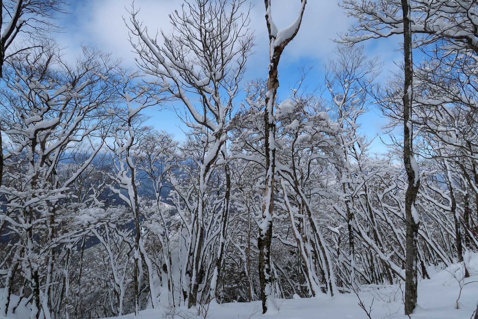 樹氷
