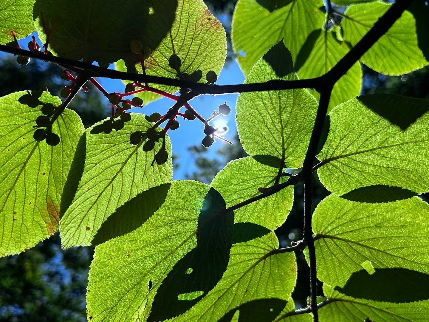 日差しに葉っぱが✨