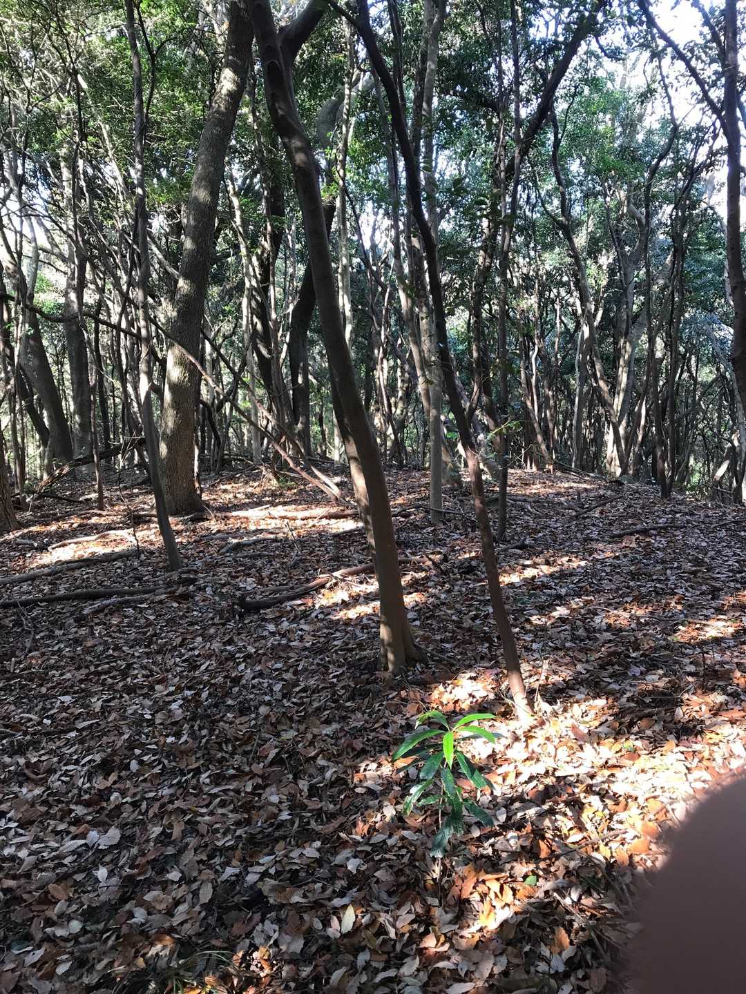 十念山山頂とうちゃこ😆❗️