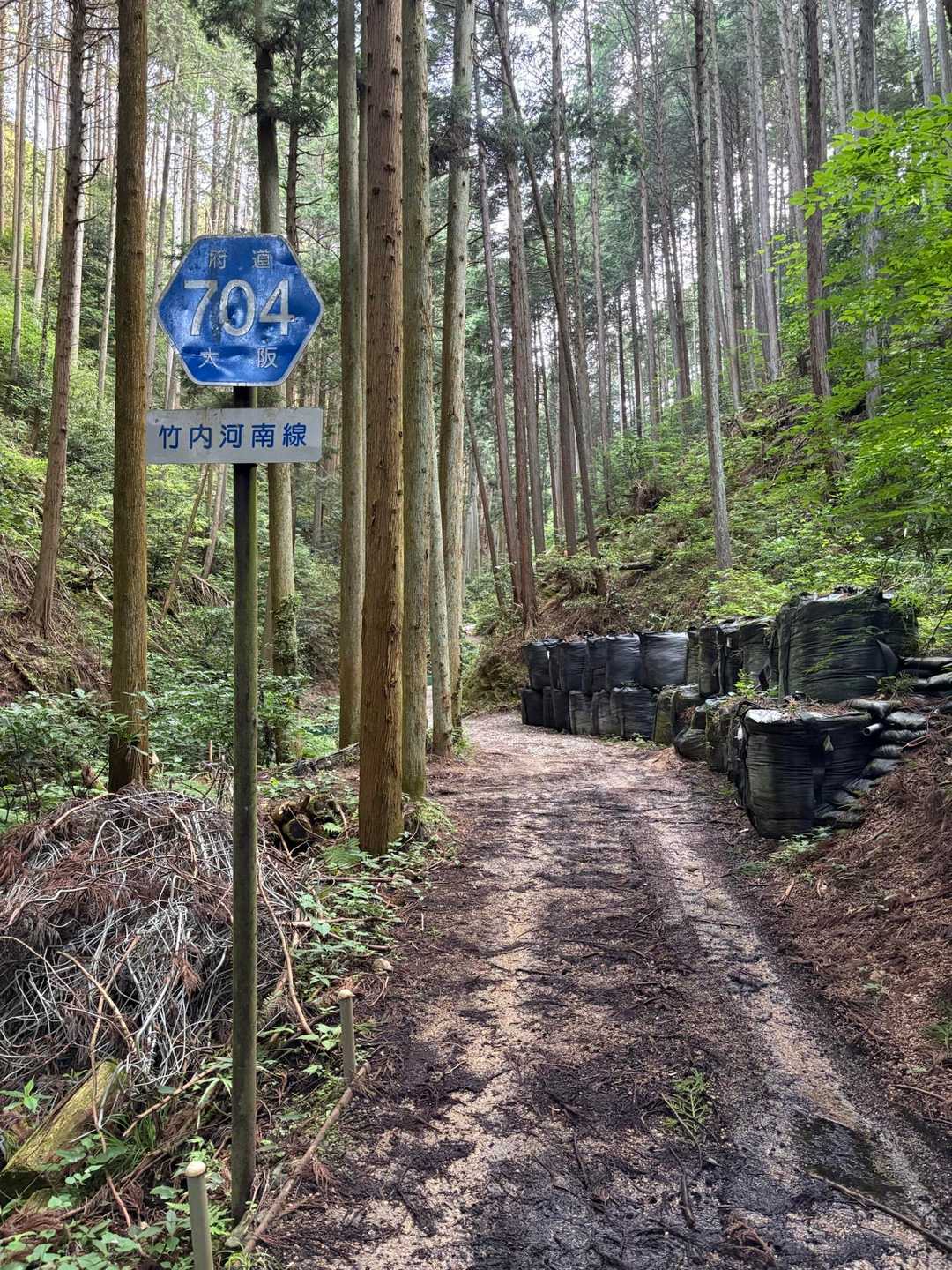 林道…と思ったら府道やん！？車の通られへん府道て…(ｰ ｰ;)