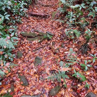 紅葉がぴっしり