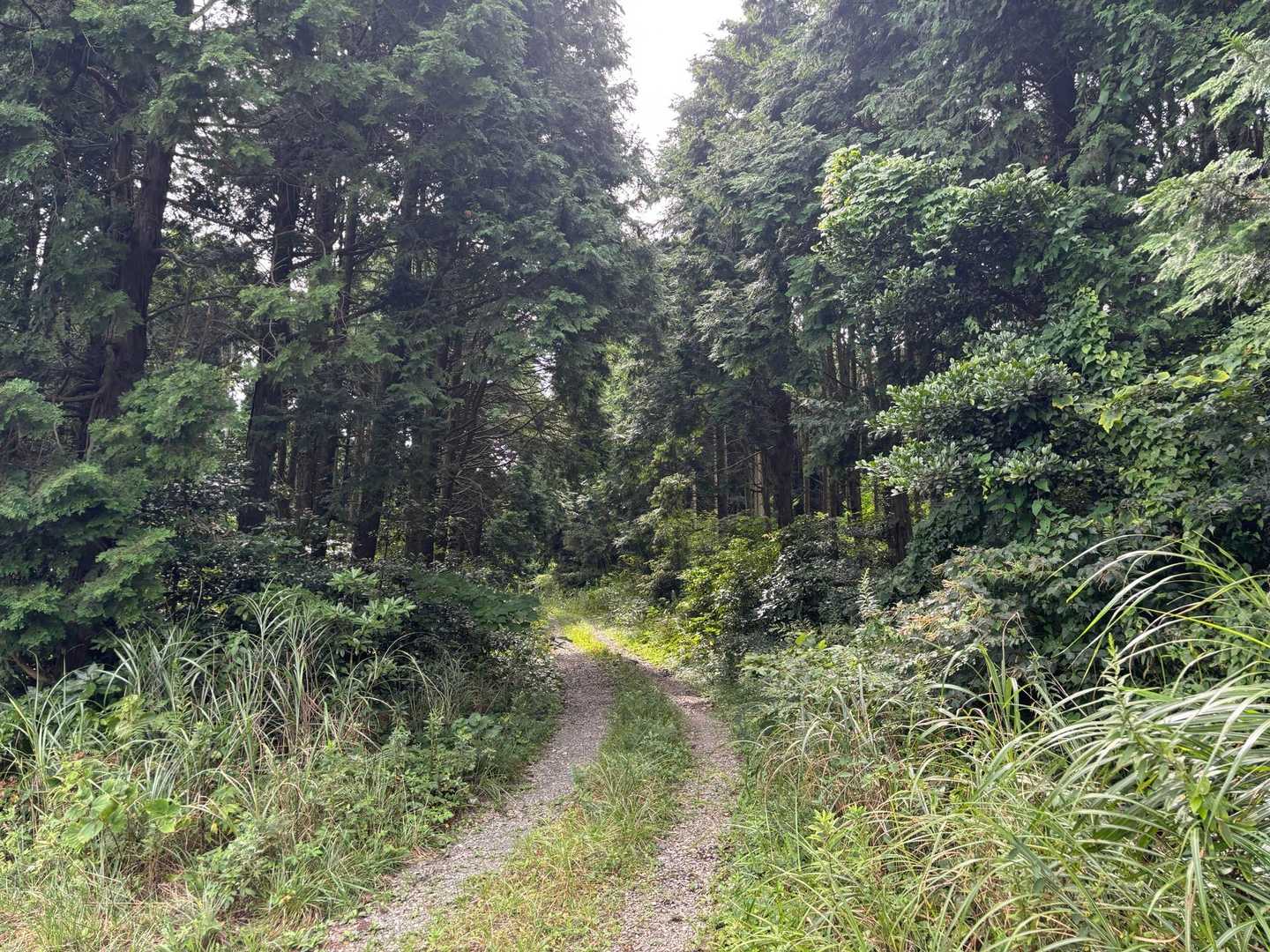女山登山口-女山 往復コースの写真