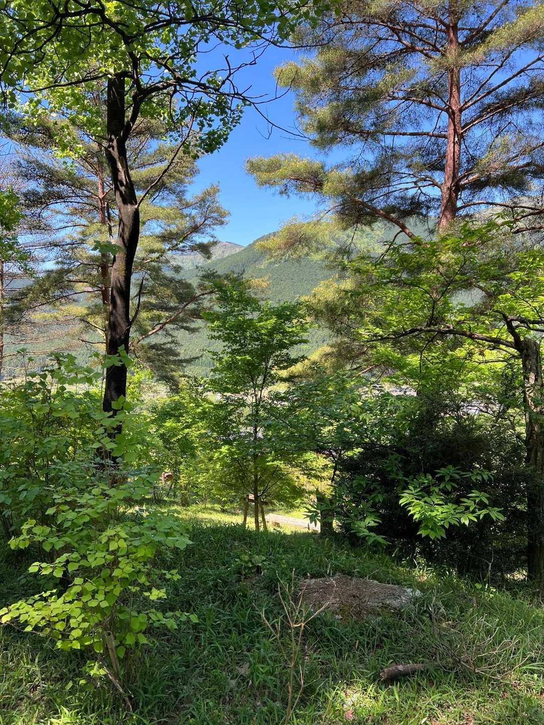 大井戸山-竜ヶ岳 縦走コースの写真