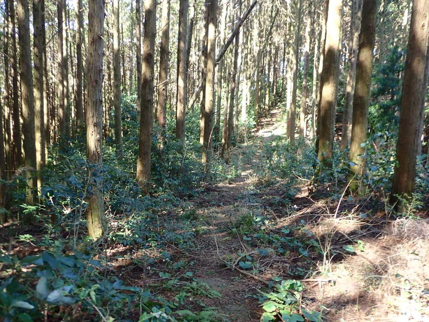 少し荒れ気味の道