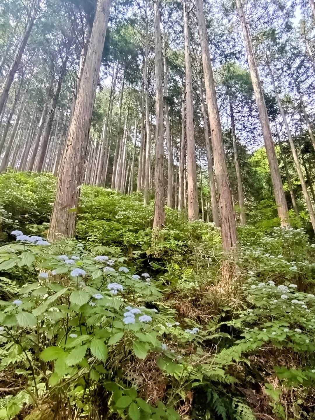 またまた大群生地