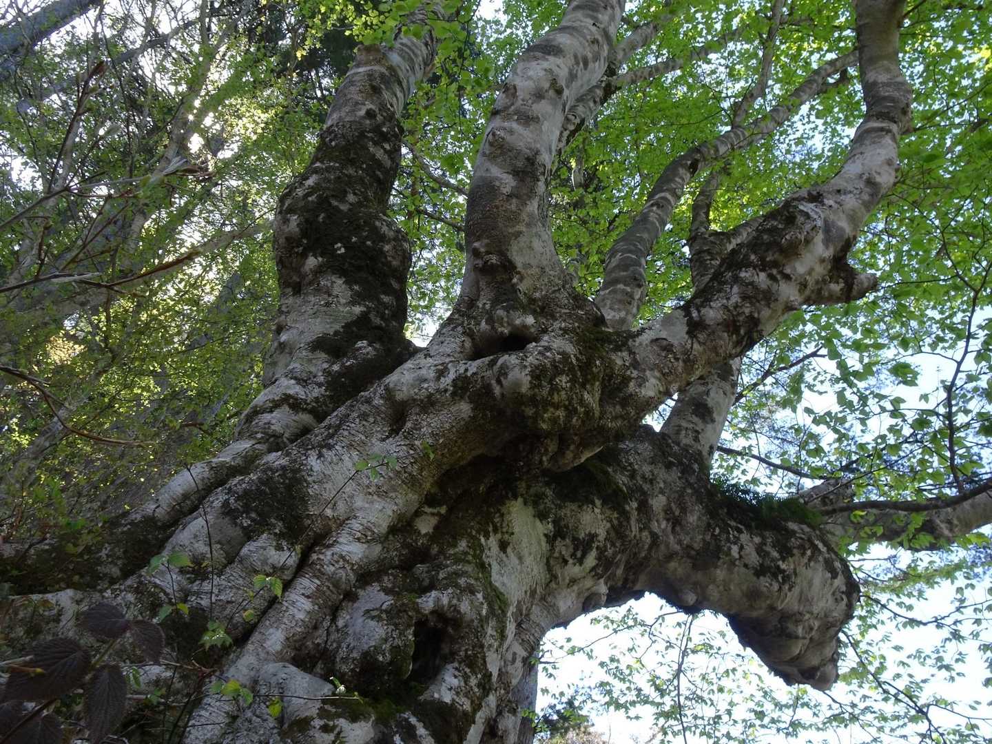 タコ🐙みたいなブナ🌳（パクリ😅）