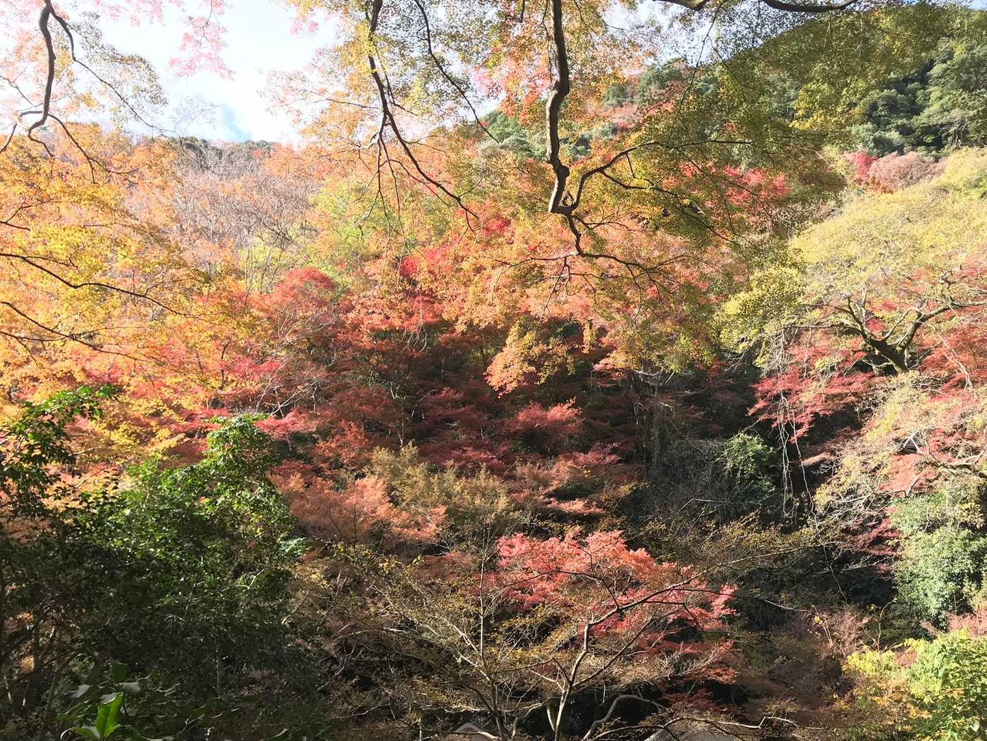 外院バス停-最勝ヶ峰-石子詰登山口-阪急箕面駅 縦走コースの写真
