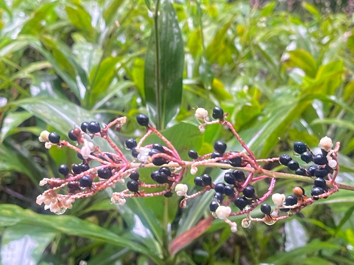 ヤブミョウガ  花から実へ
