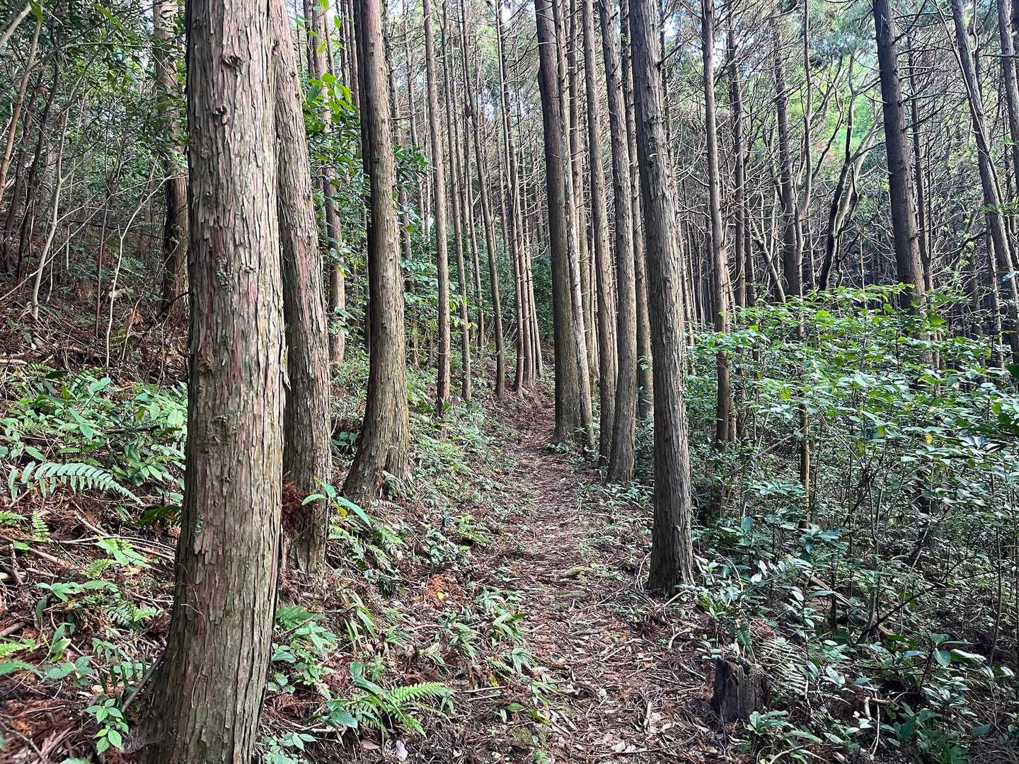 林道は、薄暗いと少し怖い😱