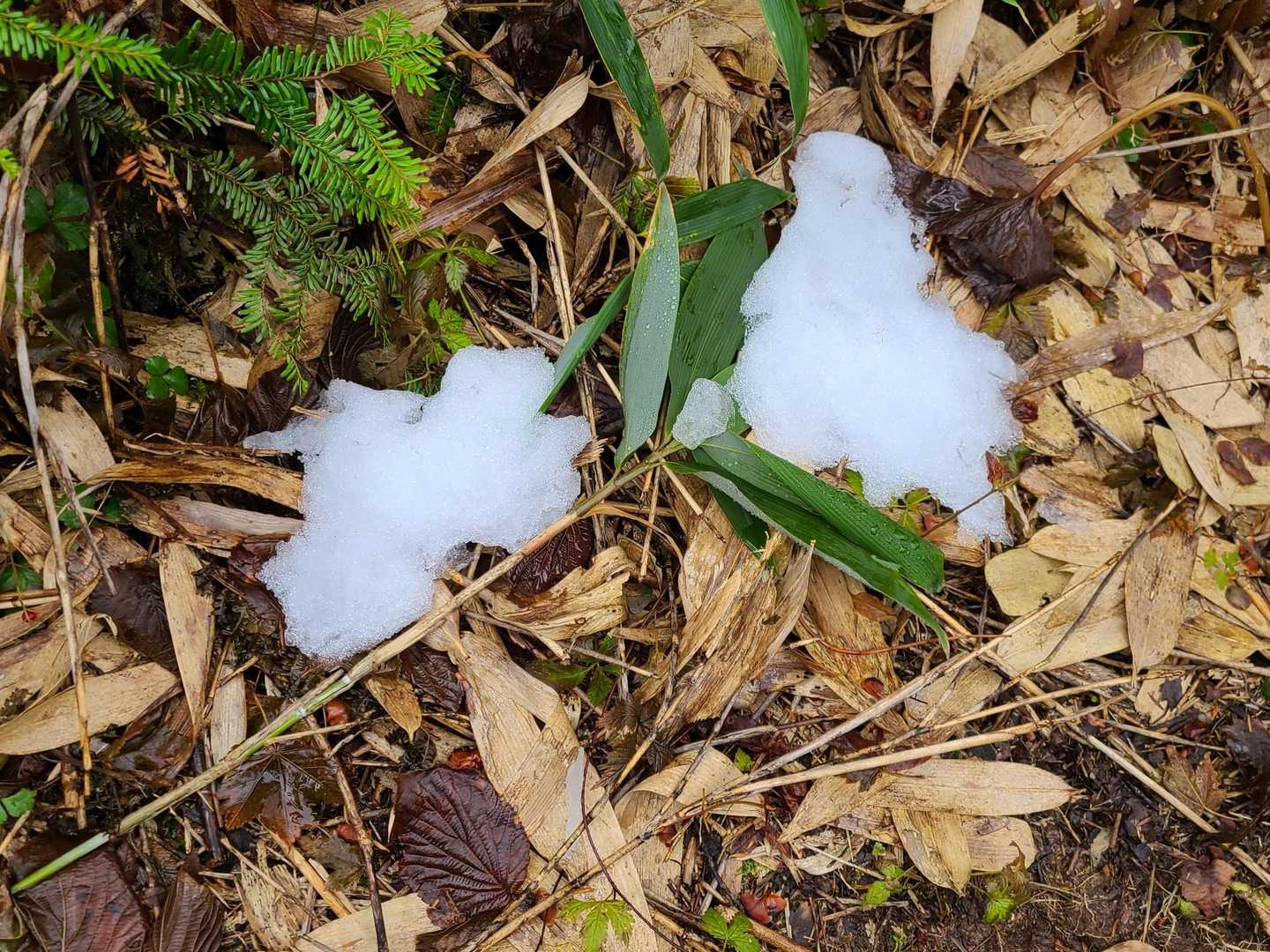 オー初雪。