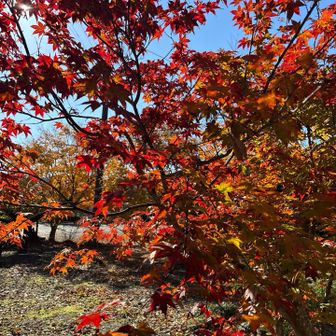 真っ赤な紅葉🍁