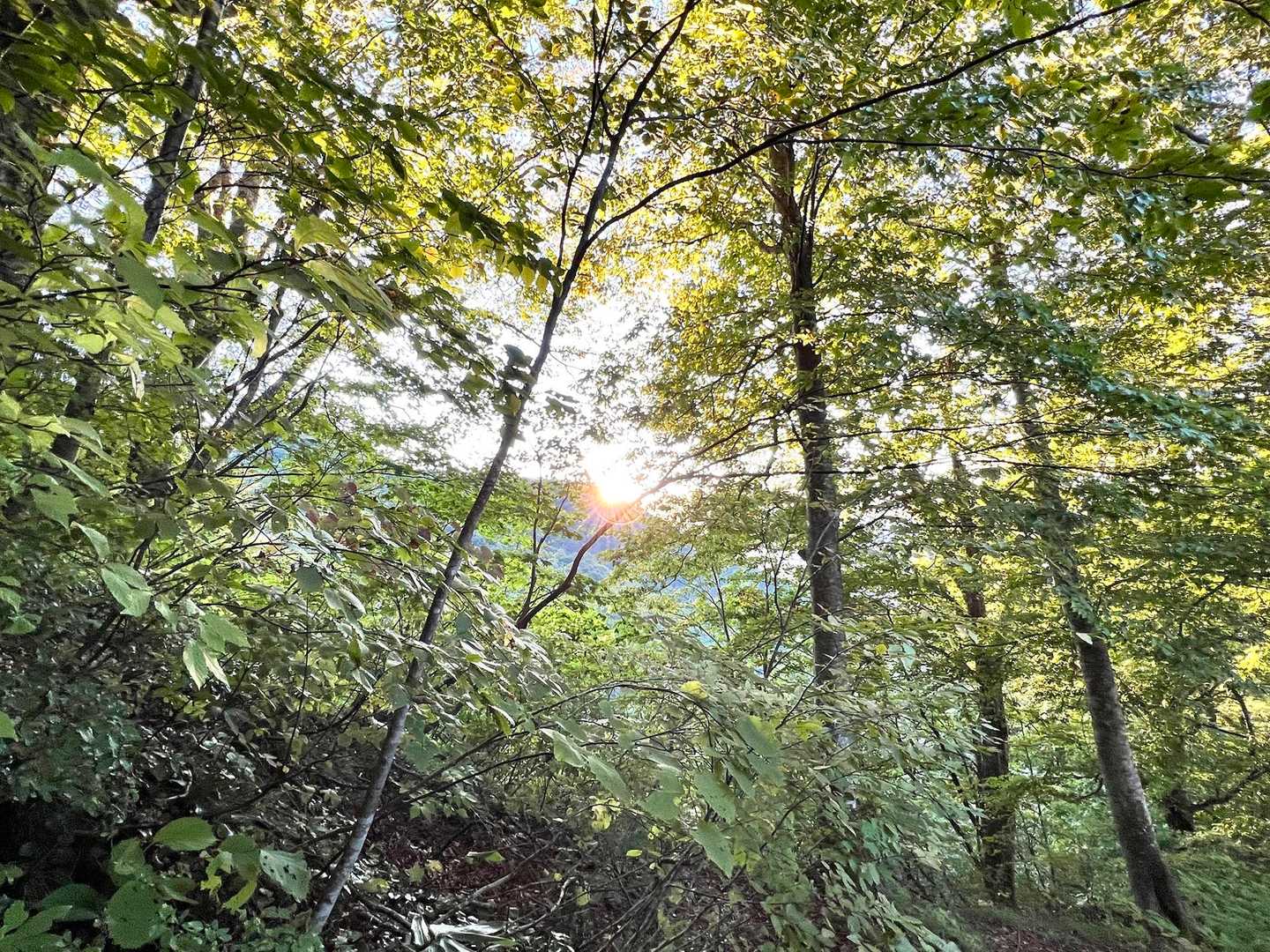 初っ端から急登が、のらりくらりと続きます🚶‍♂️
いつの間にか太陽も登り始める☀️