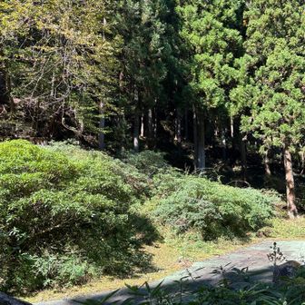 わかりづらいけど、写っている低木全てミツマタです