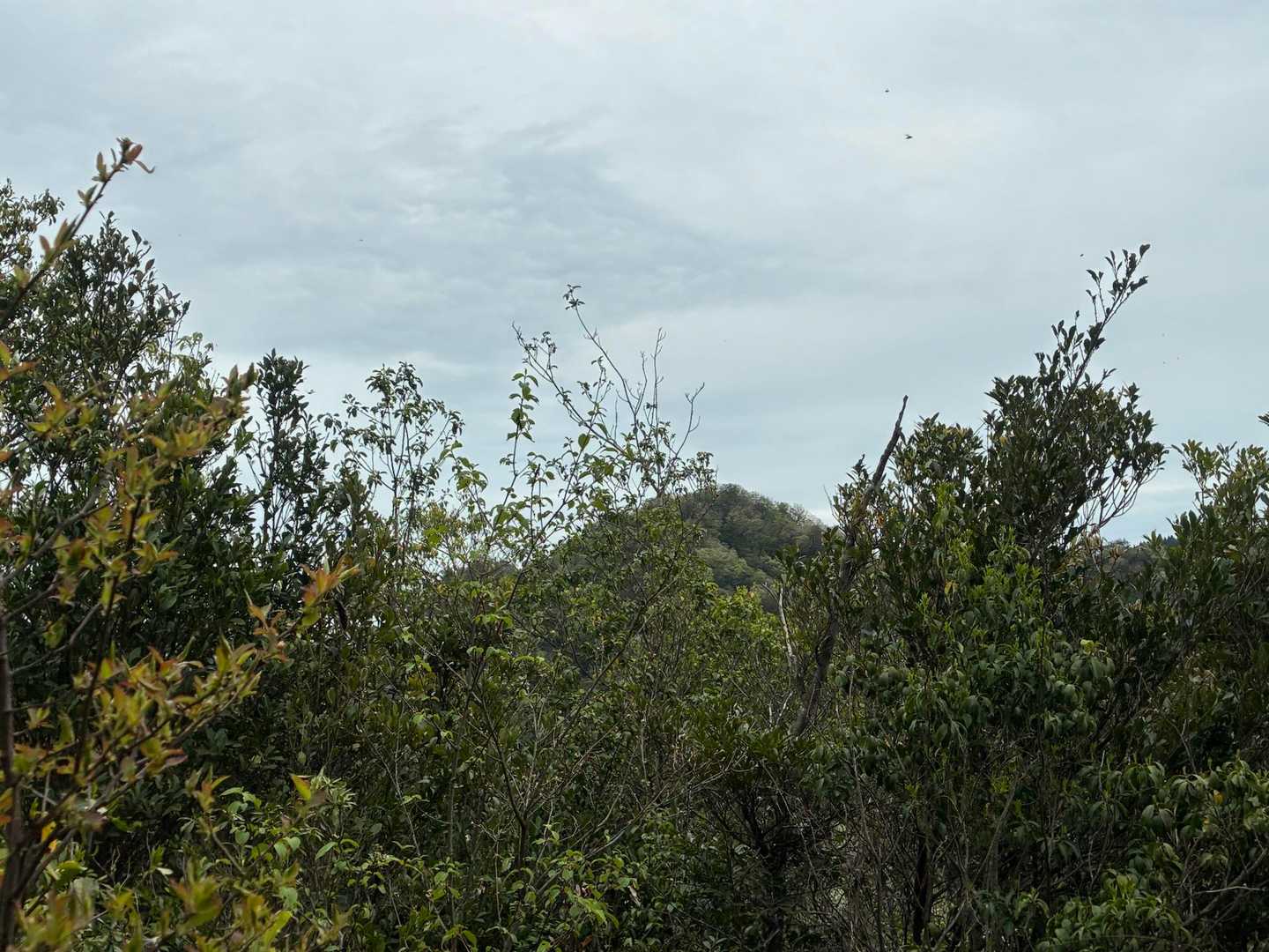 小麦ヶ岳の山頂が少し見える