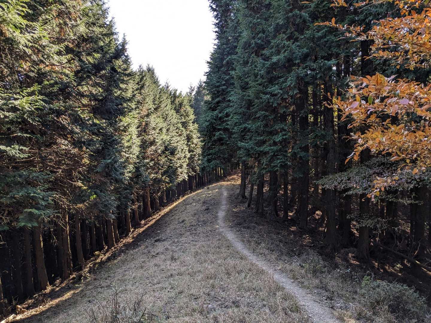 こんな尾根道好き
