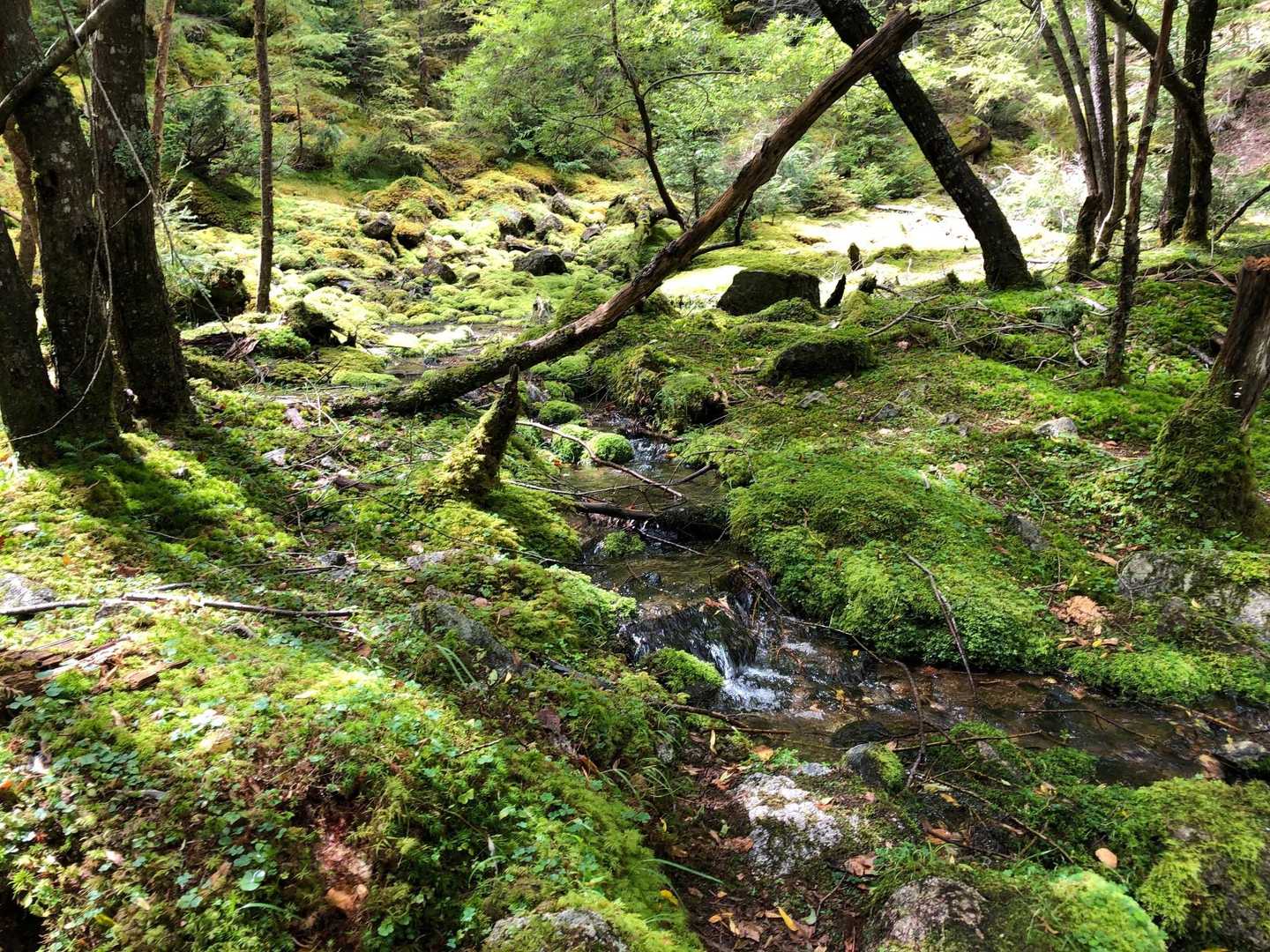 甲武信ヶ岳 周回コースの写真