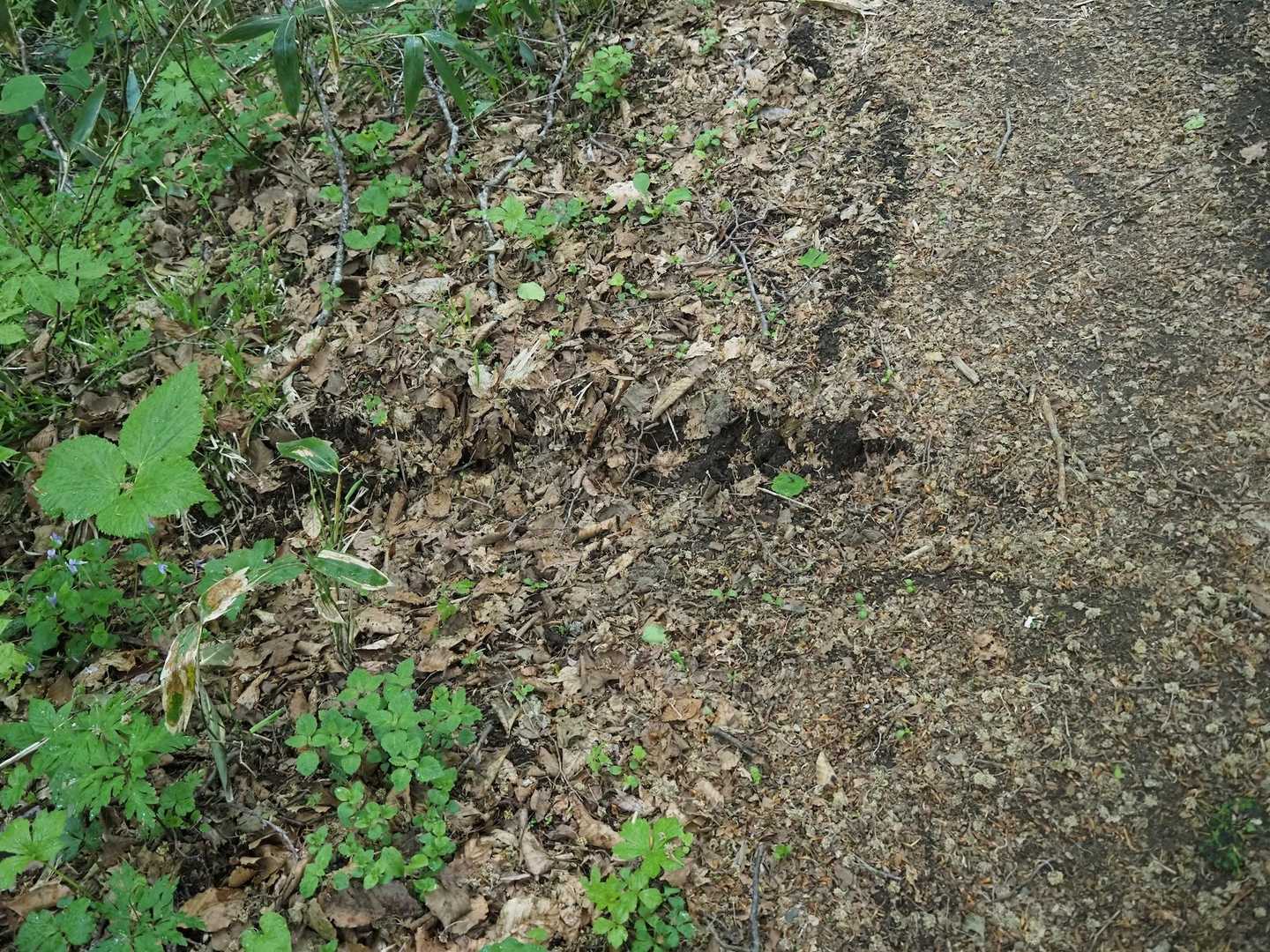 見逃しがちですが、登山道のあちこちに切れ目を入れて、水を流しています。こういった補修も行われているから、安心して歩けるのですね。感謝。