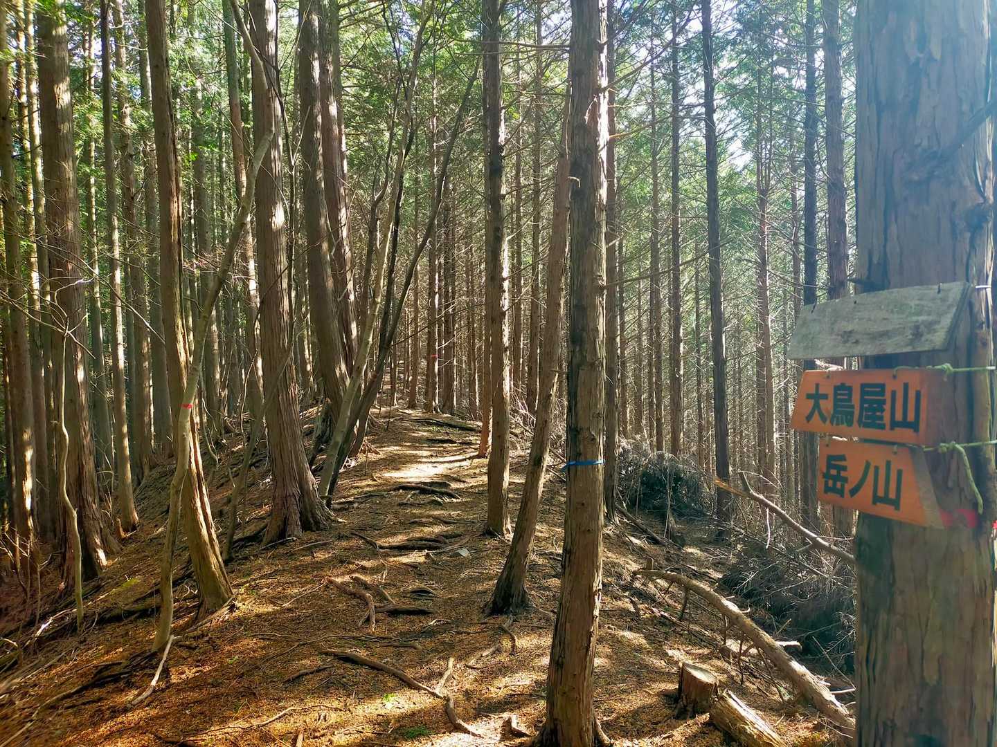 大鳥屋山へまっすぐ
戻ってきて左へ下りるポイント