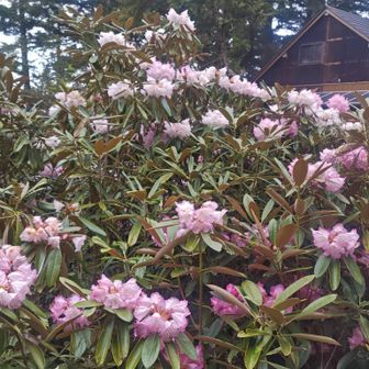 十文字小屋らしい風景。この時期小屋泊が撮れたのはラッキーでした🙌