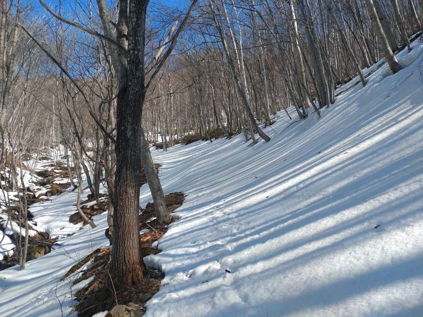 雪が固く沢まで滑り落ちそうなので回避