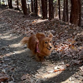 イヌも楽しくダッシュ💨