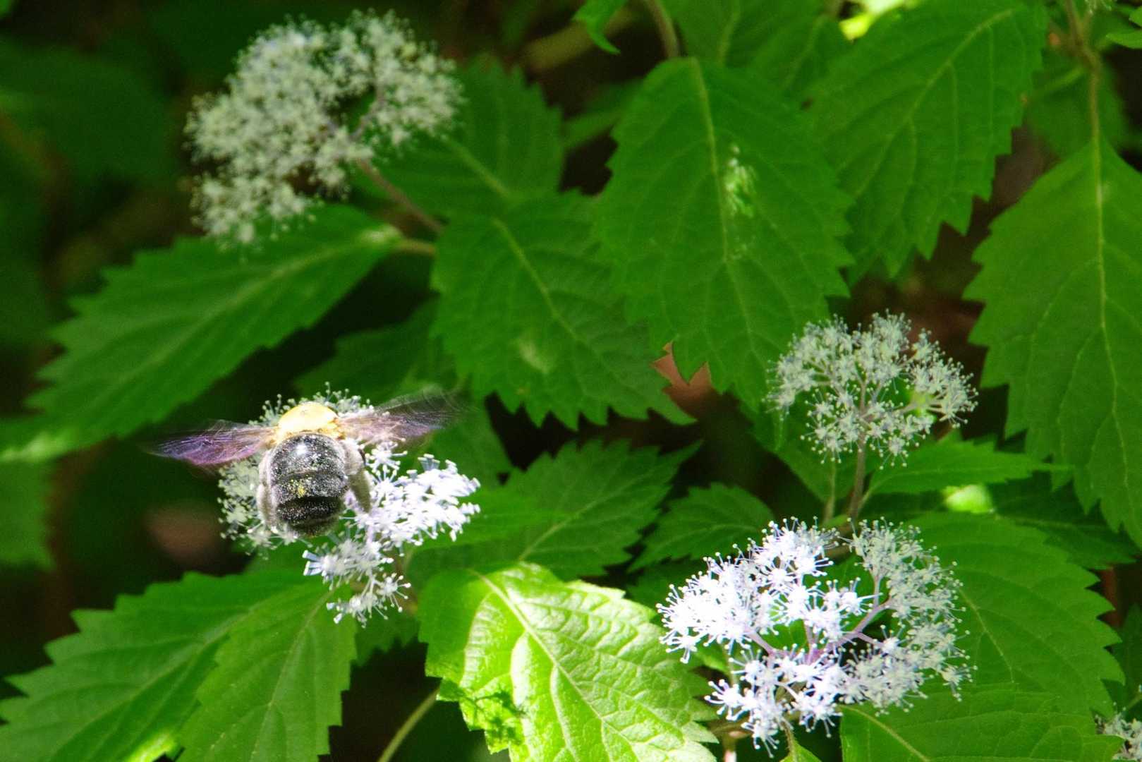 ブンブンブン、ハチが飛ぶ♫
相変わらず花粉だらけ😅