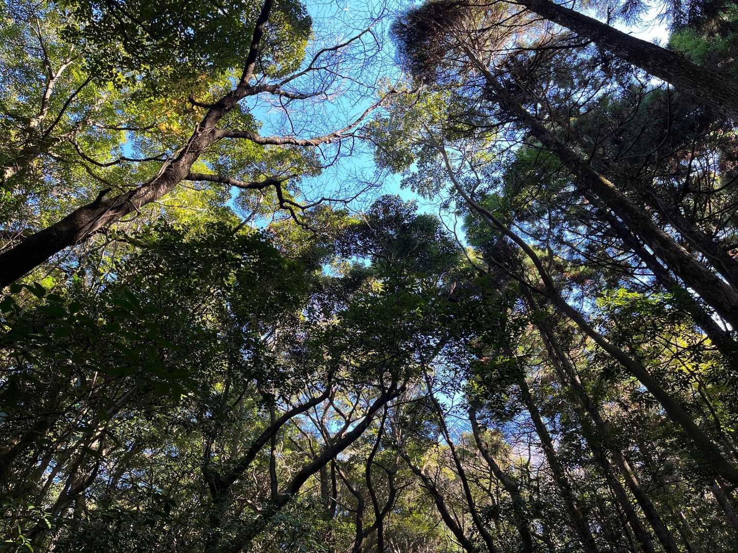白山登山口-白山-横岳 往復コースの写真