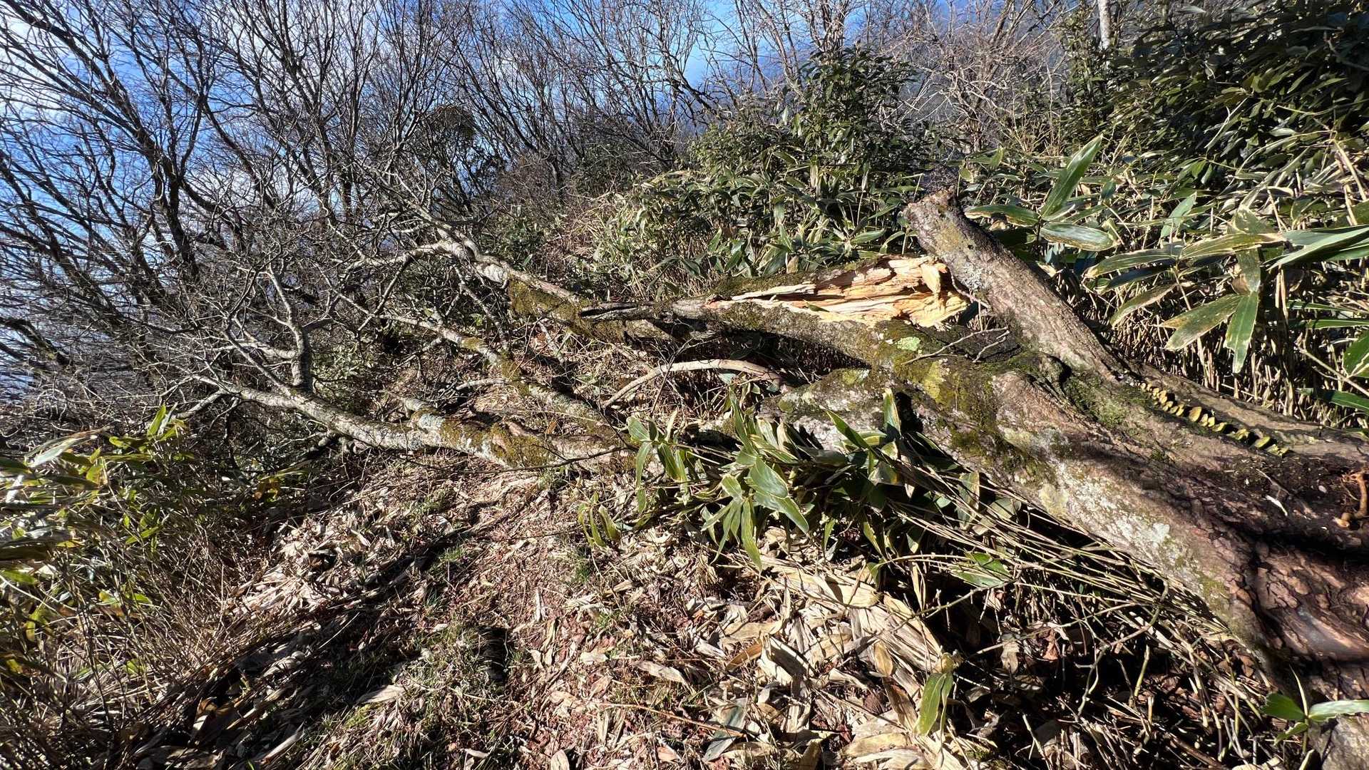 昨日の風で倒れたのかな？🌳
下りより登りの方が枝が引っかかって通過しにくかった💦