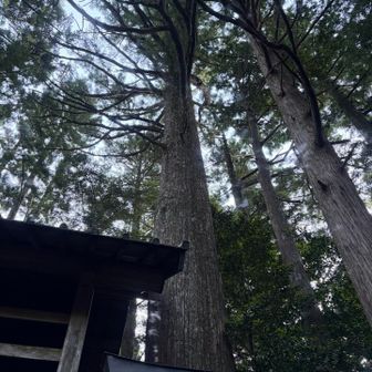 御神木🌲