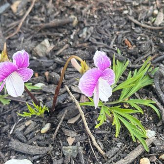 名前はわからない💦