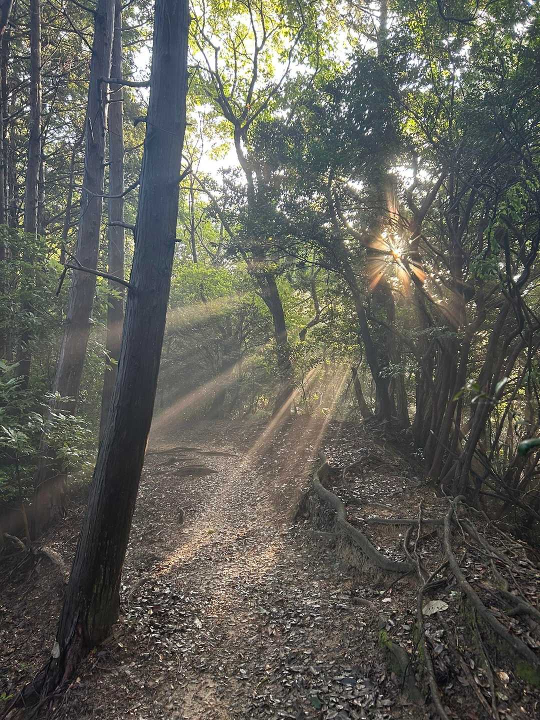 木漏れ日が綺麗