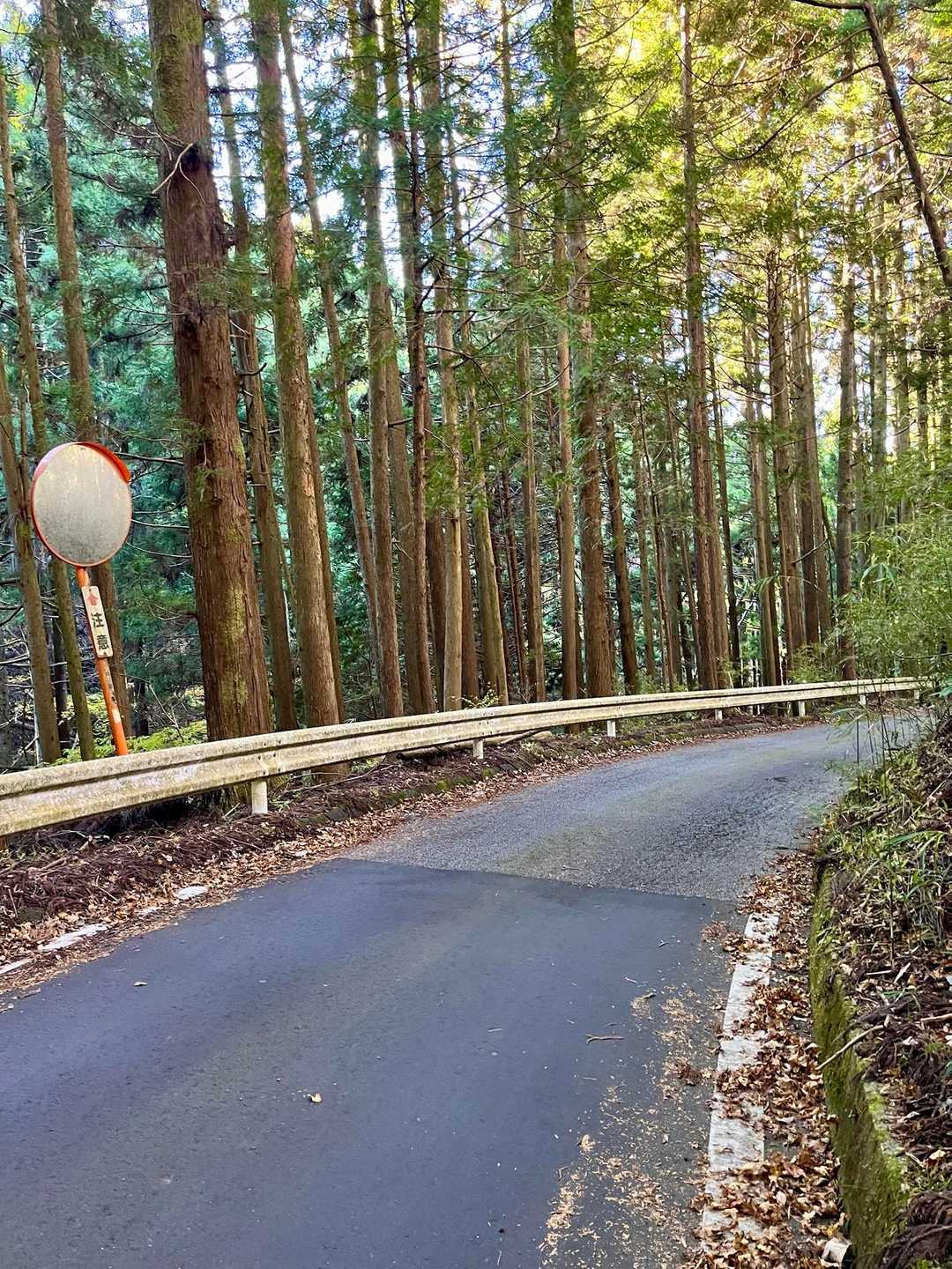 薄暗い森の舗装路は延々と下り坂
でもたまに車通るので注意です