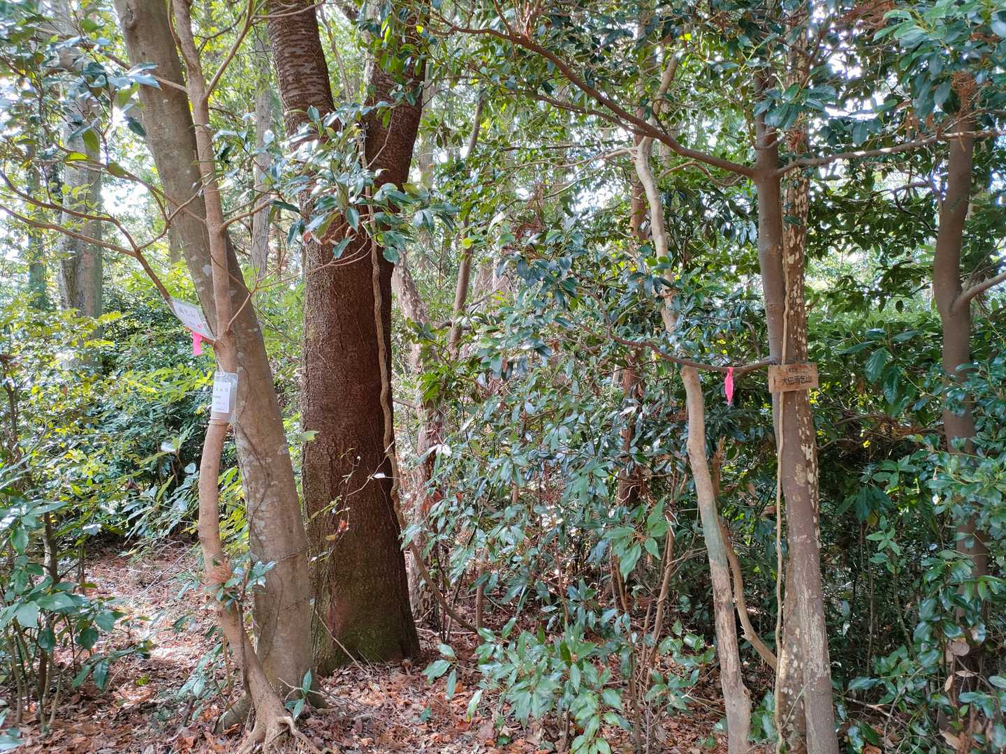 何とまた頂上に逆戻り。「今日は何て日だ！」