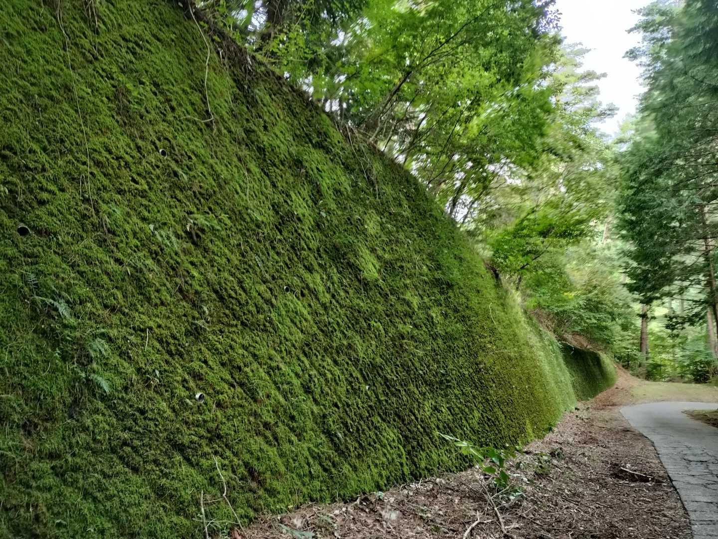苔が綺麗😍✨️