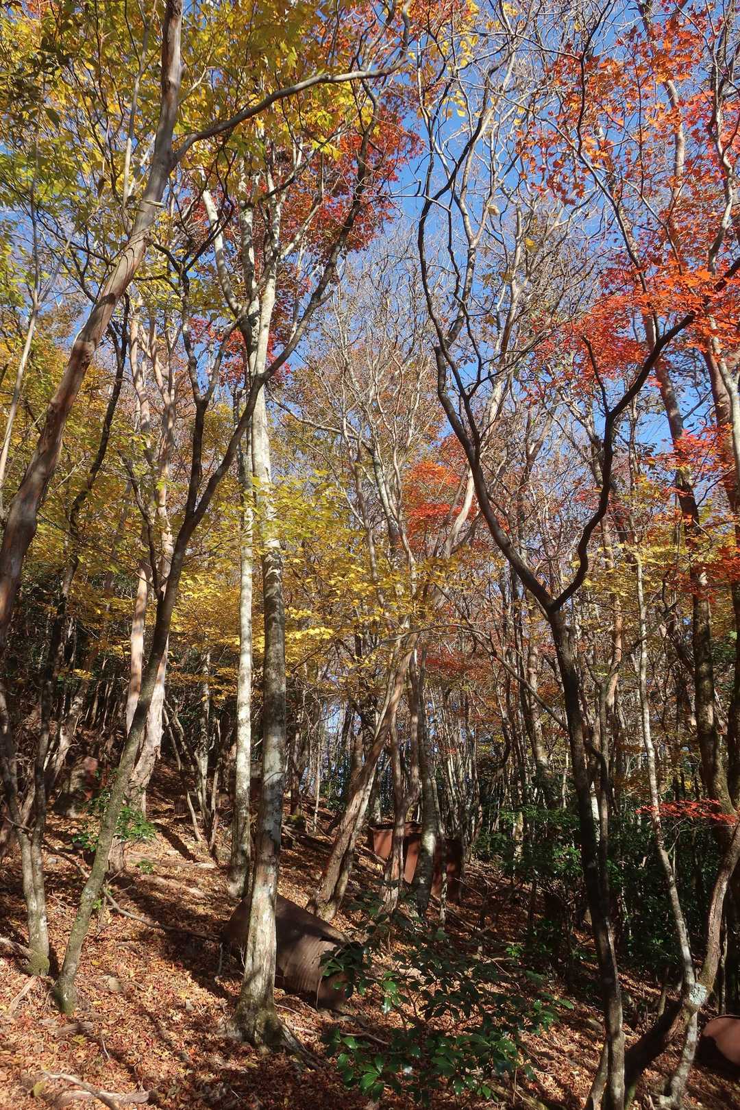 半分くらいは散ってるけどまだまだ綺麗な紅葉