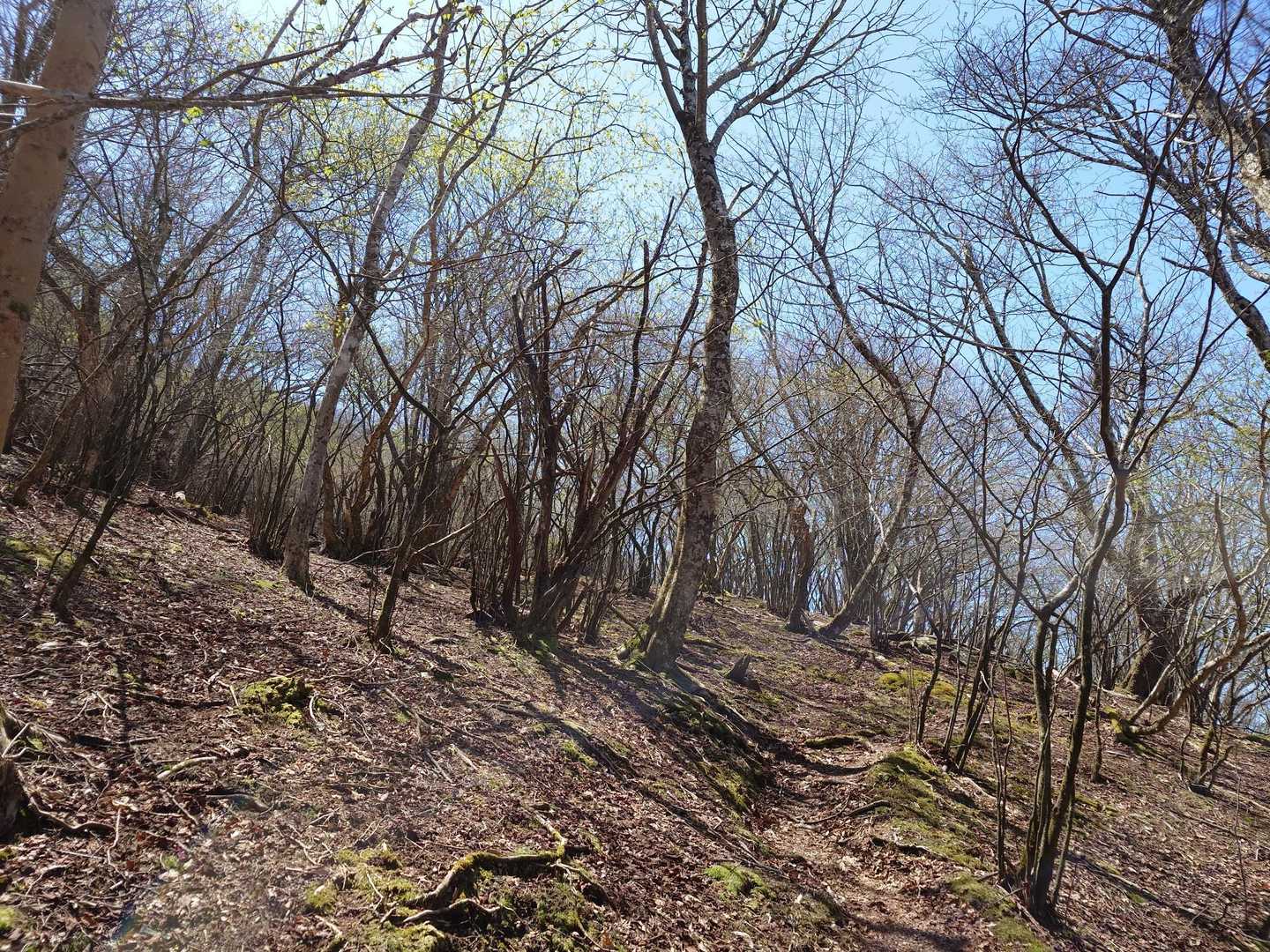 地図では等高線が詰まってたけど
そう急でもない