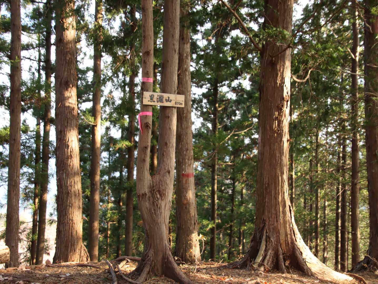 行きに寄らなかった黒滝山山頂
いつの間にかできていた山頂
