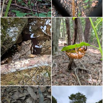 オオキツネノカミソリ。

オニノヤガラ。

タゴガエルかと。

蝉の抜け殻。

ゴミ発見。

ポンポン山。