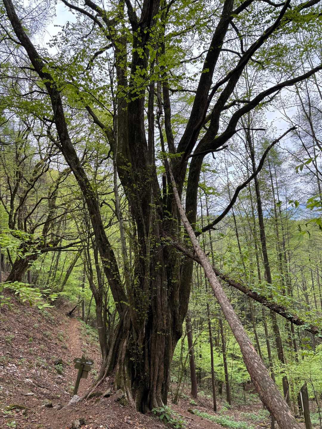 桂の大木🌳