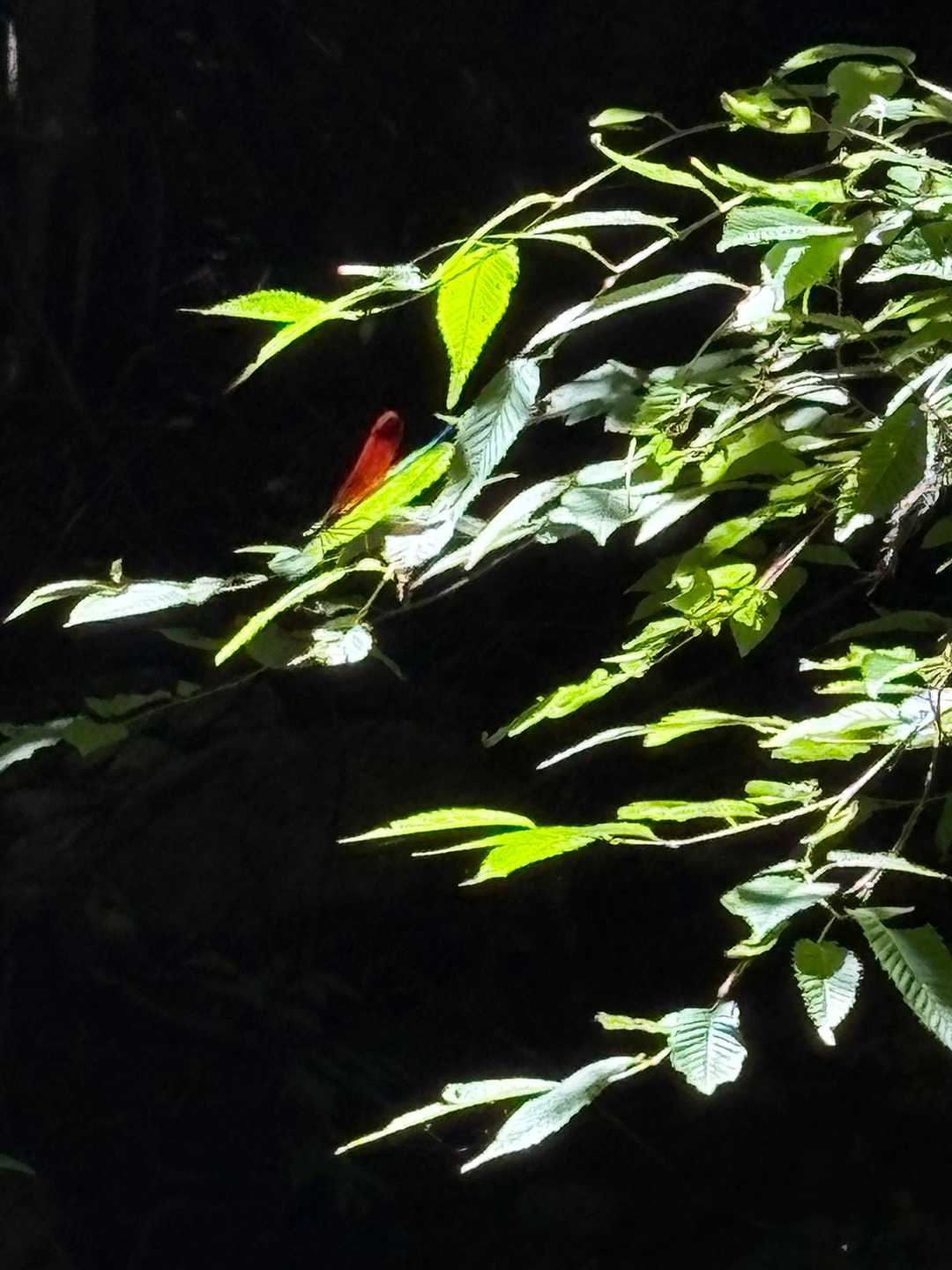赤蜻蛉