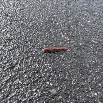 ナメクジくんがお出迎え