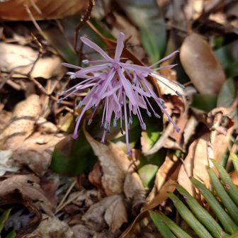 ショウジョウバカマ