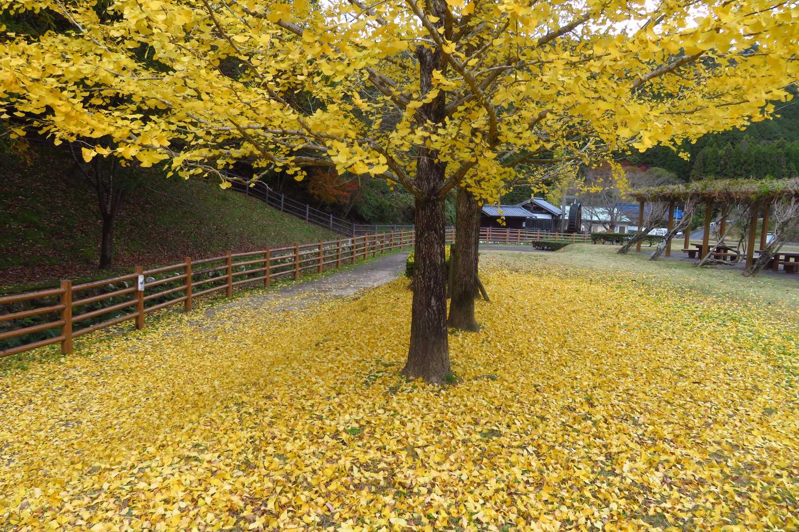 親水公園のイチョウの木