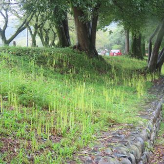 巾着田河原遊歩道沿いでも花茎がどんどん伸びています。
