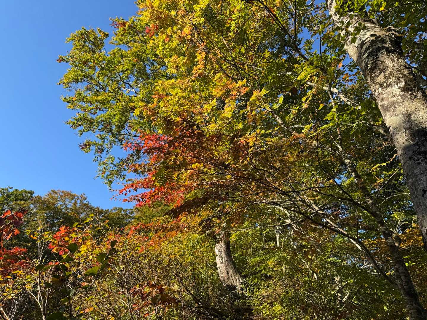 紅葉🍁始まり